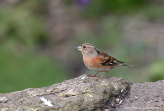 BRAMBLING (Fringilla montifringilla) 